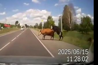 VIDEO: How’s (your father) Now Brown Cow – Dashcam captures the moment randy cows are hit by a car