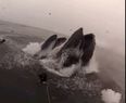 Video: Divers come perilously close to being eaten by massive humpback whales