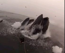 Video: Divers come perilously close to being eaten by massive humpback whales