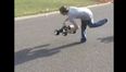Video: Guy gets absolutely nailed by very high speed remote control car