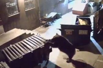 Bear steals entire food dumpster from the back of a restaurant