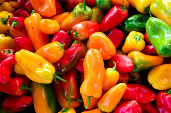 Video: TV host can’t keep his cool after eating one of the world’s hottest chillies