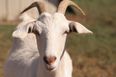 Police warned to stay clear of goat who ‘only respects one man’