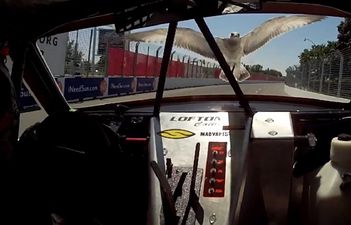 Video: Seagull flies into truck driver’s cab during race; driver calmly tosses him away and wins