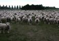 Video: This mass sheep protest from New Zealand is flocking brilliant