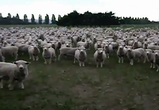 Video: This mass sheep protest from New Zealand is flocking brilliant