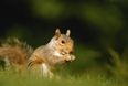 Pic: Cops are using a squirrel to track down €138,000 worth of stolen nuts