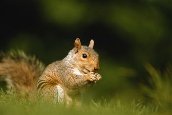 Pic: Cops are using a squirrel to track down €138,000 worth of stolen nuts