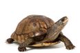 What the shell? Passenger stopped from boarding after dressing his turtle up as a burger