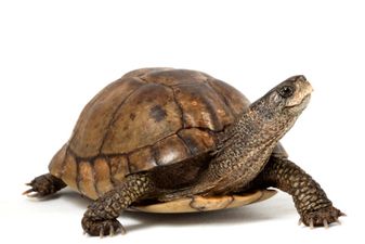 What the shell? Passenger stopped from boarding after dressing his turtle up as a burger