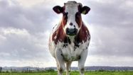 Fire in the hole! 90 Farting cows cause shed to explode in Germany