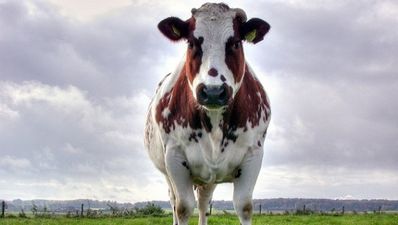 Holy cow! There’s a calf in the back of a car in Ballymena