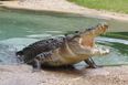 Video: Terrifying footage shows monster crocodile hunting down swimming tourist