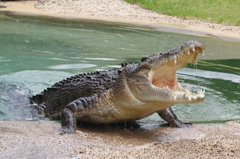 Video: Terrifying footage shows monster crocodile hunting down swimming tourist