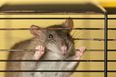 Dutch police to use crime-fighting sniffer rats