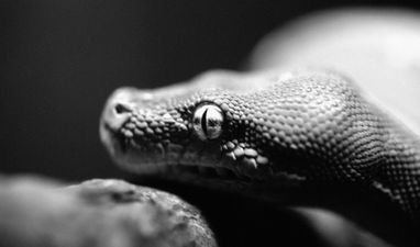 Strewth – Flight grounded in Sydney after snakes on a plane discovery