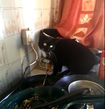 Video: Irish woman terrorised by talking cat in her kitchen