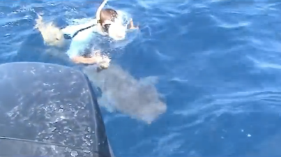 Video: Fisherman jumps into ocean to save a 300lb bull shark