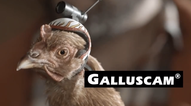 Video: LG’s G2 chicken advert isn’t as foul as it sounds