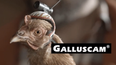 Video: LG’s G2 chicken advert isn’t as foul as it sounds
