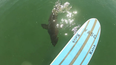 Video: Surfer has a seriously close call with a great white shark