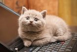 Taking the (cat) p*ss. Dell owners complain about laptops smelling of cat urine