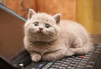 Taking the (cat) p*ss. Dell owners complain about laptops smelling of cat urine
