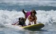 Pics: Barking mad – the dog surfing competition in California