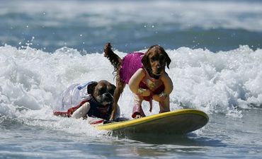 Pics: Barking mad – the dog surfing competition in California