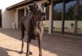 The world’s biggest dog, Giant George, has died
