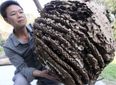 Giant killer hornets causing havoc in China