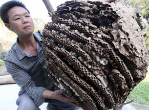 Giant killer hornets causing havoc in China