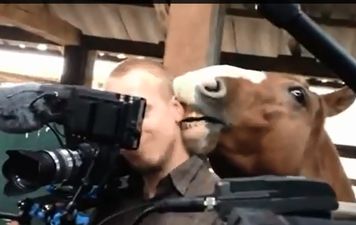 Video: Cameraman remains remarkably calm while amorous horse nibbles on his ear