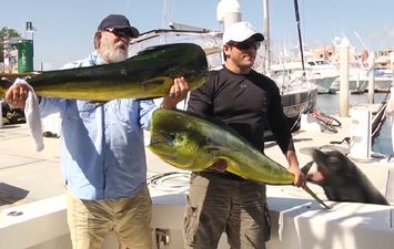 Oh my cod! Cheeky sea lion steals monster fish right out of fisherman’s hands