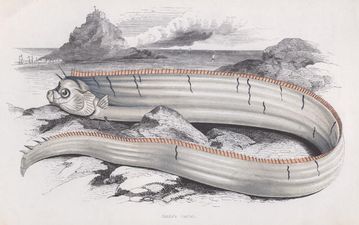 Pic: In case you’ve never seen what a giant oarfish looks like, check out this 18 foot monster in California