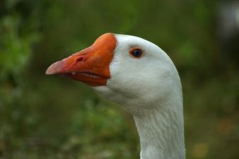 Beware of the goose: This is the best ‘out of order’ sign you’ll see today
