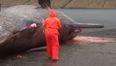 Video: The exploding whale is back, with added Miley Cyrus (Warning: Graphic Content)