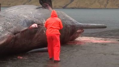 Video: The exploding whale is back, with added Miley Cyrus (Warning: Graphic Content)