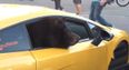 Video: Nothing to see here, just a bear in a Lamborghini