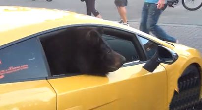Video: Nothing to see here, just a bear in a Lamborghini