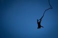 Video: Ever considered a bungee jump without a harness? Take a look at this