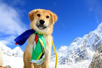 Underdog on top of the world as rescued pooch climbs Mount Everest