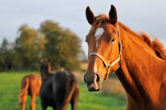 Well-hung horse in a Wicklow field provides perfectly-timed photobomb