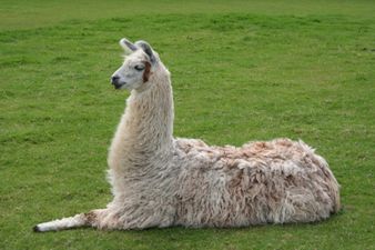 Video: Drunken French teens steal llama from circus and bring him on a night out