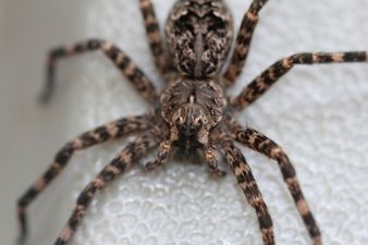 Video: Your WTF footage of the day includes a girl hiding a spider in a very peculiar orifice