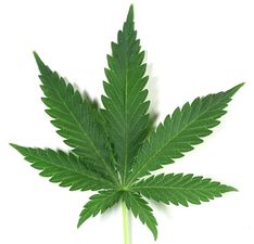 High in the sky – Bundles of pot fall from the air in San Diego