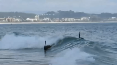 Video: Have you seen the surfing swans yet?