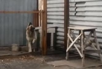 Video: Dancing dog can’t get enough of cheesy 80s pop music