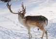 Reindeer escapes from shopping mall in the US