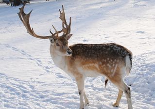 Reindeer escapes from shopping mall in the US